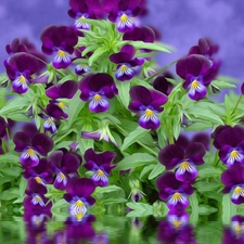 graphics, Flowers, pansies