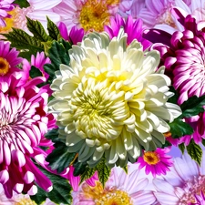 Chrysanthemums, graphics, Pink, Flowers, White