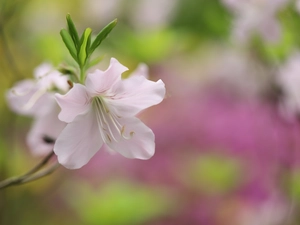 graphics, Pink, rhododendron