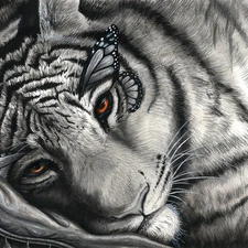 tiger, graphics