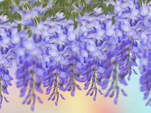 graphics, Flowers, wistaria