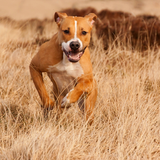 grass, running, Amstaff