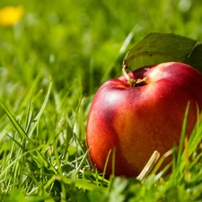 grass, browned, Apple