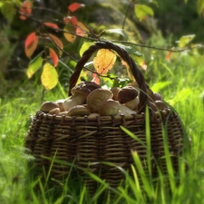 basket, mushrooms, grass, full