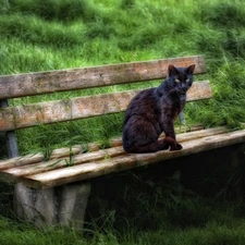 grass, cat, Bench