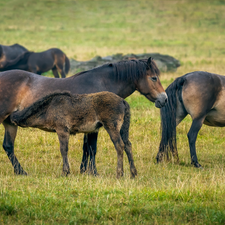 bloodstock, Meadow, pasture, grass