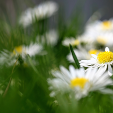 Flowers, grass, blurry background, daisies