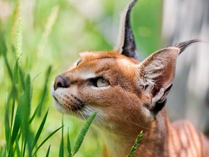 Caracal, Eyes, ears, grass