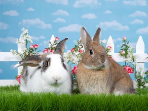 Hurdle, Flowers, Rabbits, grass, Two cars
