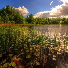 grass, clouds, trees, viewes, lake