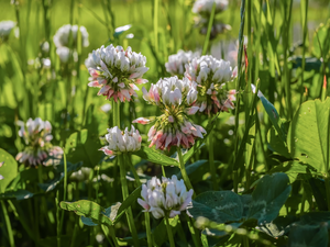 grass, White, clover