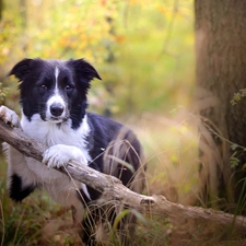 forest, Border Collie, viewes, branch, dog, trees, grass