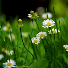 daisies, grass