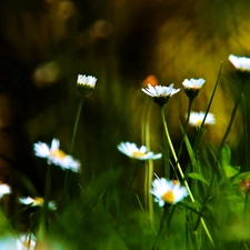 daisies, grass