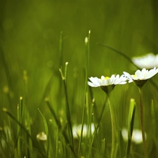 grass, Flowers, daisies