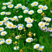 grass, Meadow, daisies