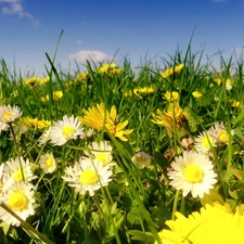 daisies, grass