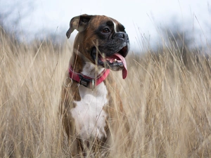 dog, grass, dog-collar, boxer