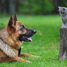 grass, kitten, dog