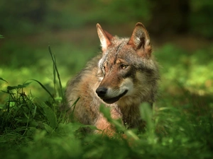grass, Wolf, Drapieżnik