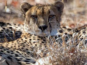 grass, Cheetah, dry