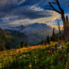 grass, Flowers, rays, sun, Mountains