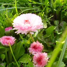 grass, Pink, Flowers