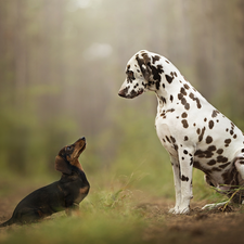 grass, forest, dachshund, Dalmatian, Dogs