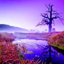 forest, lake, grass, Fog