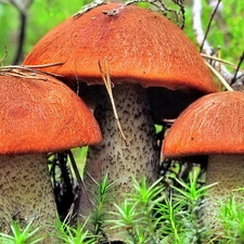 grass, mushrooms, forest