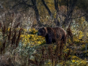 trees, Bear, Plants, grass, viewes, forest