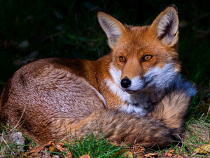 grass, lying, Fox