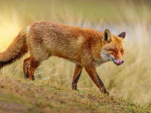 grass, Fox, ginger