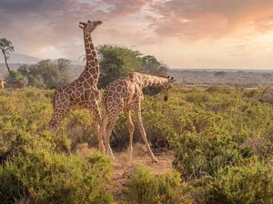 giraffe, trees, viewes, grass