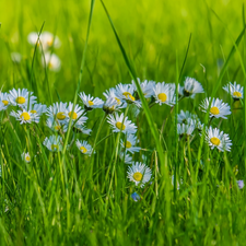 Green, Flowers, daisies, grass