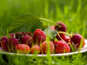 Green, plate, raspberries, grass