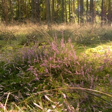 grass, forest, heathers