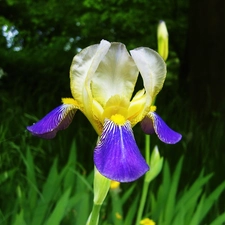iris, grass