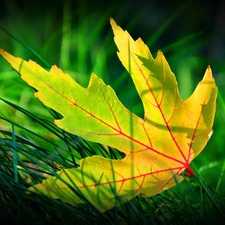 grass, Autumn, leaf