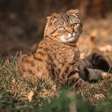 cat, grass, Leaf, Scottish Fold