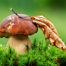 grass, Mushrooms, leaf