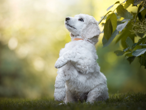 White, poodle, Leaf, pud, Bush, Puppy, dog, grass