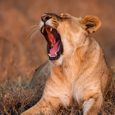 grass, yawning, Lioness