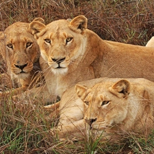 grass, Three, lions