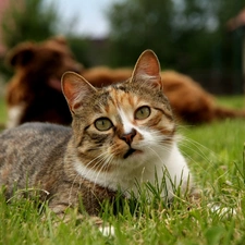 The look, kitten, grass