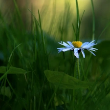 daisy, grass