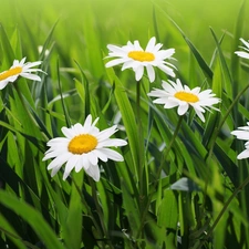 grass, pyrethrum, Meadow