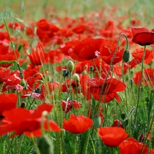 grass, papavers, Meadow