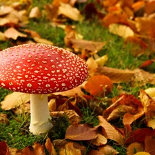 Mushrooms, Leaf, grass, toadstool