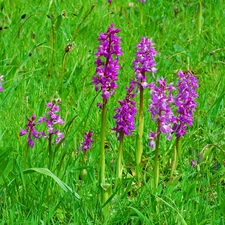 orchids, grass